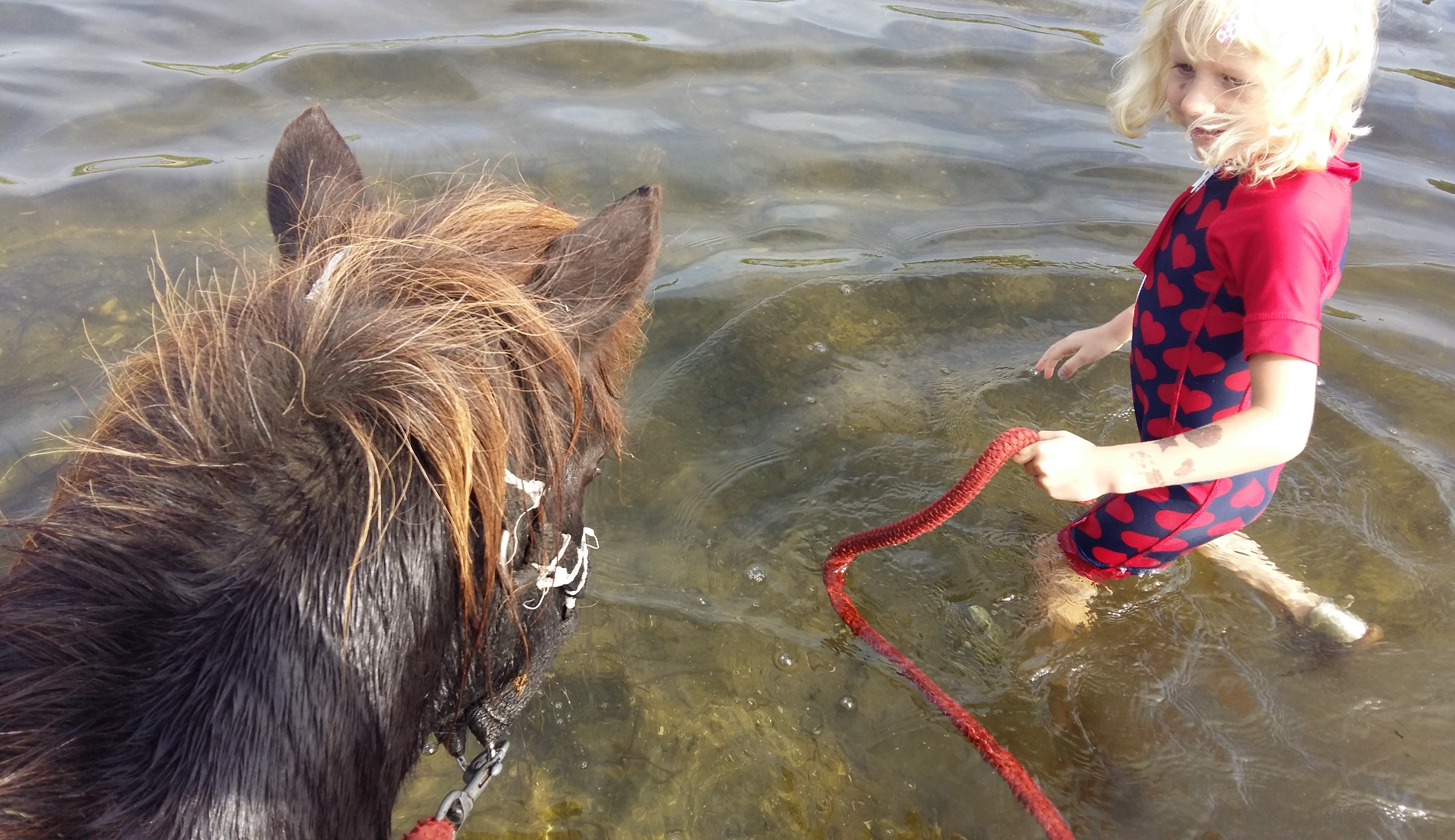 hestemassage Hestekundskab brn ridetur ridning pony dragr